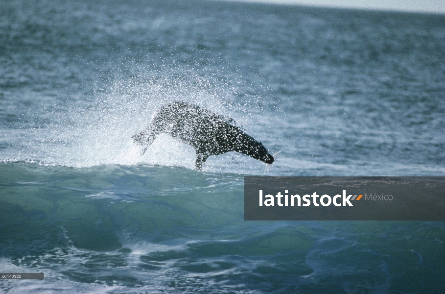León marino de Galápagos (Zalophus wollebaeki) body surf, Isla Seymour, Galapagos Islands, Ecuador