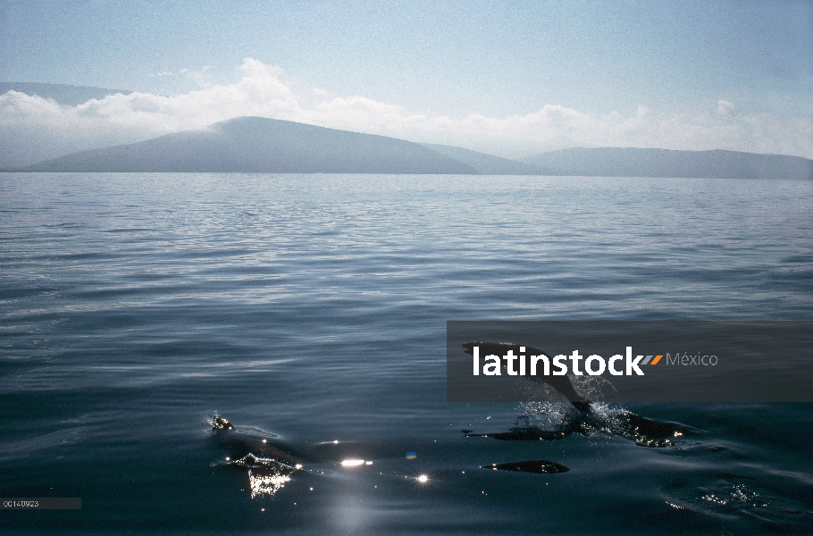 León marino de Galápagos (Zalophus wollebaeki) en profundo costa afuera de las aguas, canal Bolívar,
