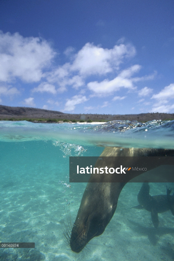 Cachorros juguetones lobos marinos de Galápagos (Zalophus wollebaeki) retozar en aguas costeras poco