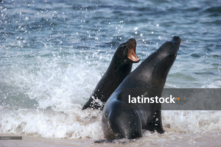 León marino de Galápagos (Zalophus wollebaeki) dos jóvenes toros mástil juguetonamente en surf, Punt