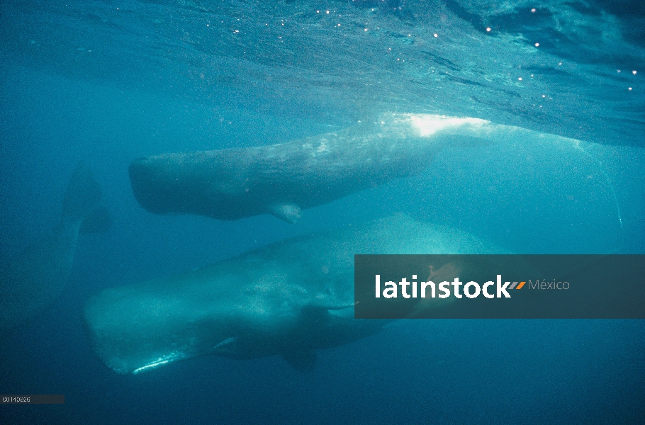 Pod de cachalote (Physeter macrocephalus) de hembras en profundo costa afuera de las aguas, Islas Ga