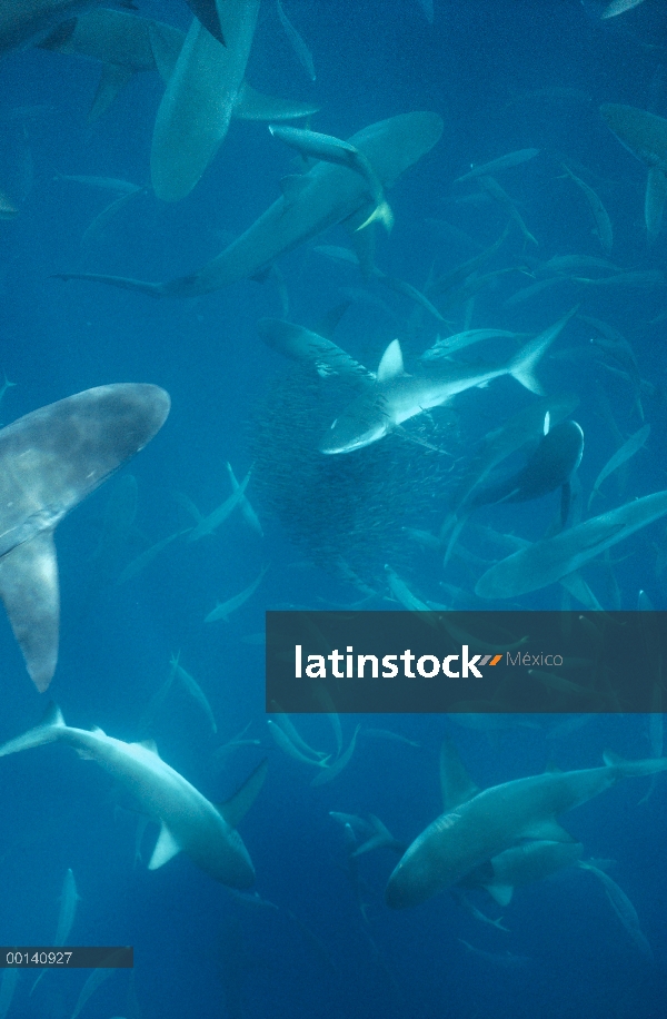 Tiburón sedoso (Carcharhinus falciformis) alimentación a corredores frenesí atacando a Creolefish (P