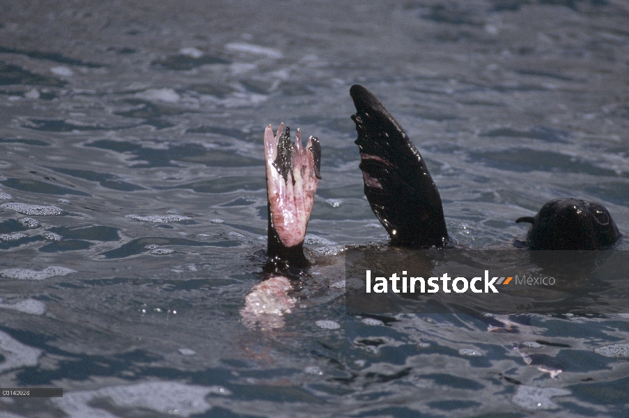 Cachorro de lobo marino de Galápagos (Arctocephalus galapagoensis), los ojos y aletas gravemente que
