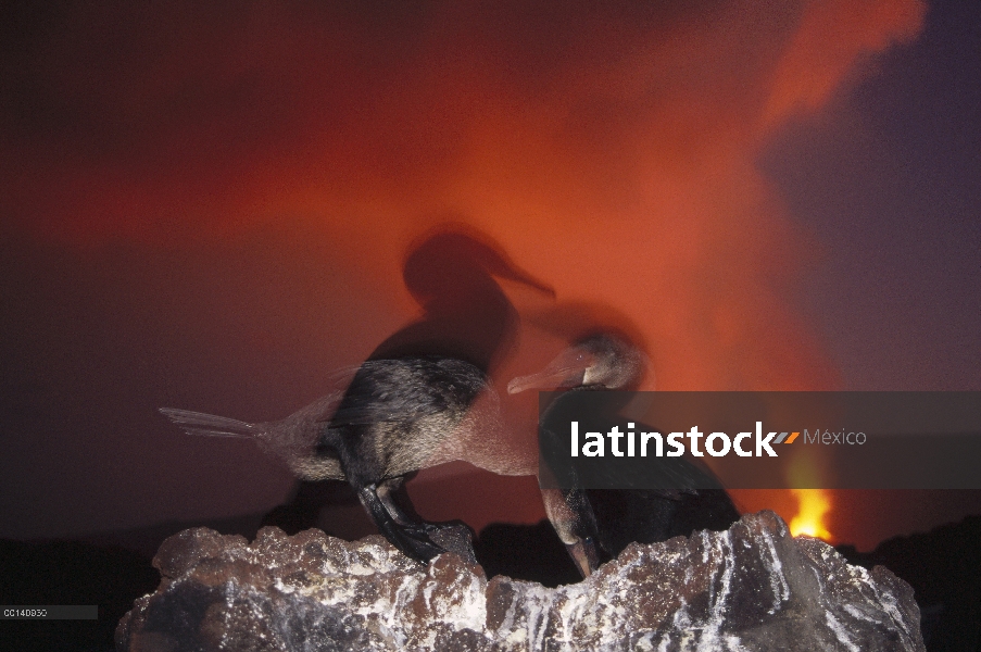 Colonia nido de cormoranes (Phalacrocorax harrisi) despreocupado de erupción volcánica, cabo Hammond