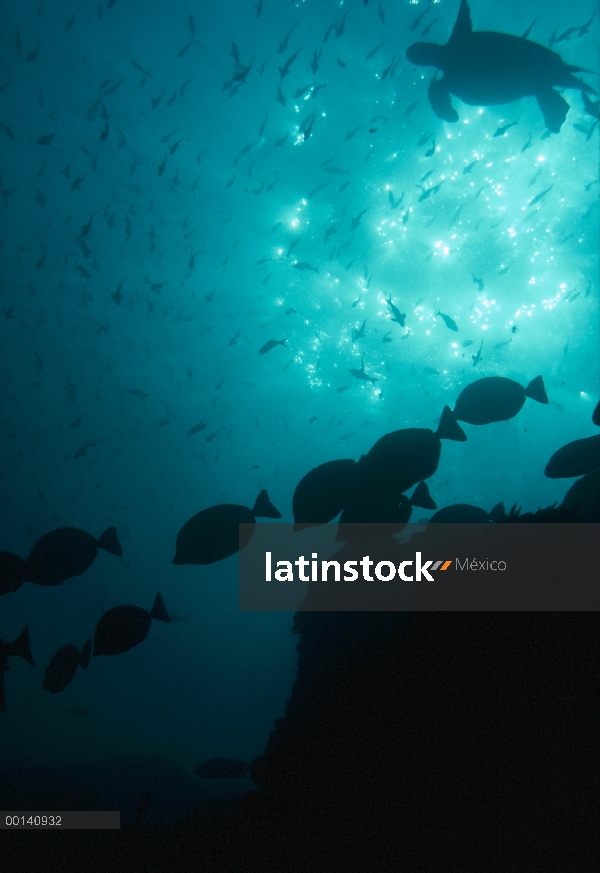 Tortuga de mar verde (Chelonia mydas) en aguas costeras poco profundas con el pez cirujano, Islas Ga