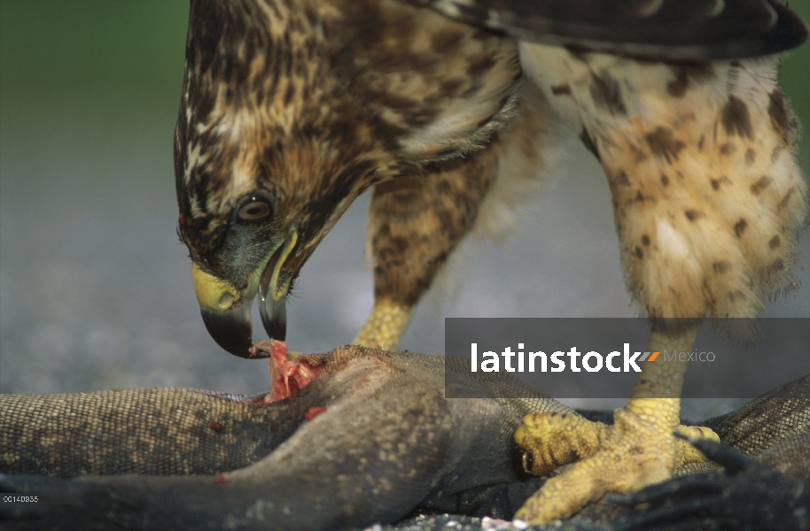 Halcón de Galápagos (Buteo galapagoensis) alimentándose de recién matado iguanas marinas (Amblyrhync