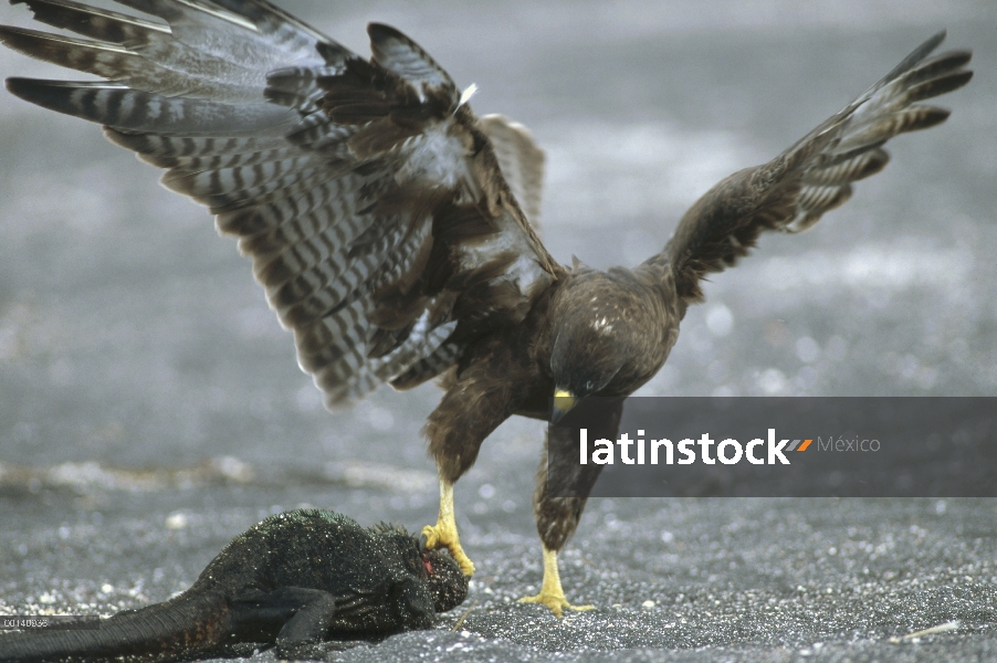 Halcón de Galápagos (Buteo galapagoensis) en árbol muerto con vistas a la caldera, con fumarolas de 