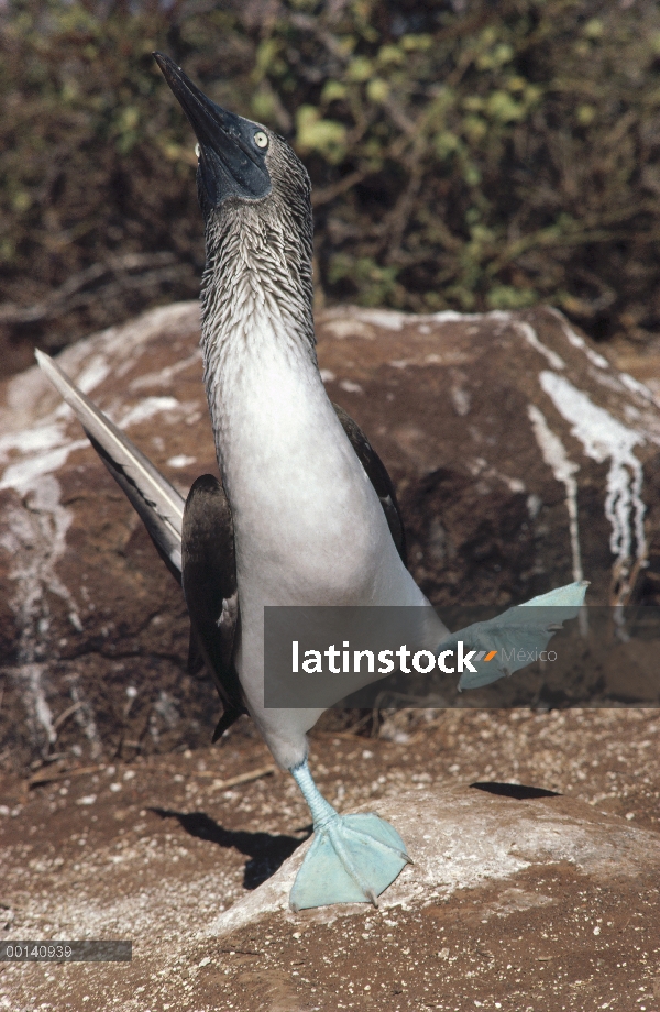 Blue-footed Booby (Sula nebouxii) cortejo danza, Punta Suárez, isla de campana, las Islas Galápagos,