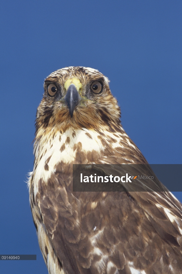 Juvenil de Gavilán de Galápagos (Buteo galapagoensis), retrato, Isla Seymour, Islas Galápagos, Ecuad