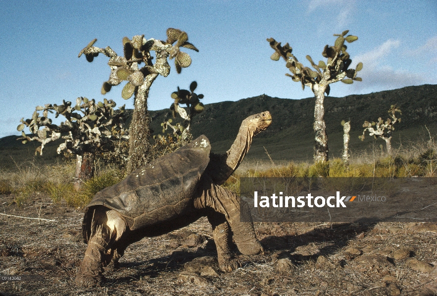 Varón de tortuga gigante de Galápagos (Chelonoidis nigra) en hábitat árido entre cactus de Opuntia, 