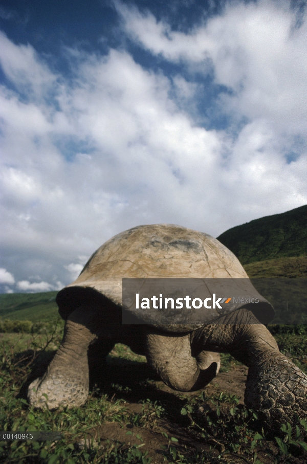 Vista trasera de la tortuga gigante de Galápagos (Chelonoidis nigra), volcán Alcedo, Isla Isabel, Is