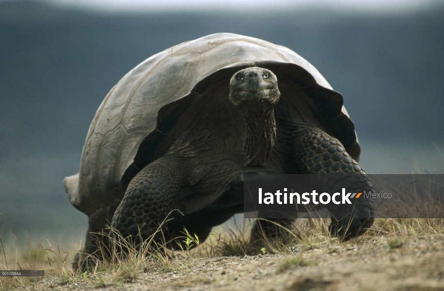 Tortuga gigante de Galápagos (Chelonoidis nigra) sonriendo, caminando hacia la cámara, volcán Alcedo