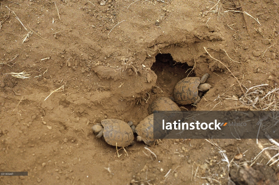 Tortuga gigante de Galápagos (Chelonoidis nigra) nido con pichones, volcán de Cerro Azul, Isla Isabe