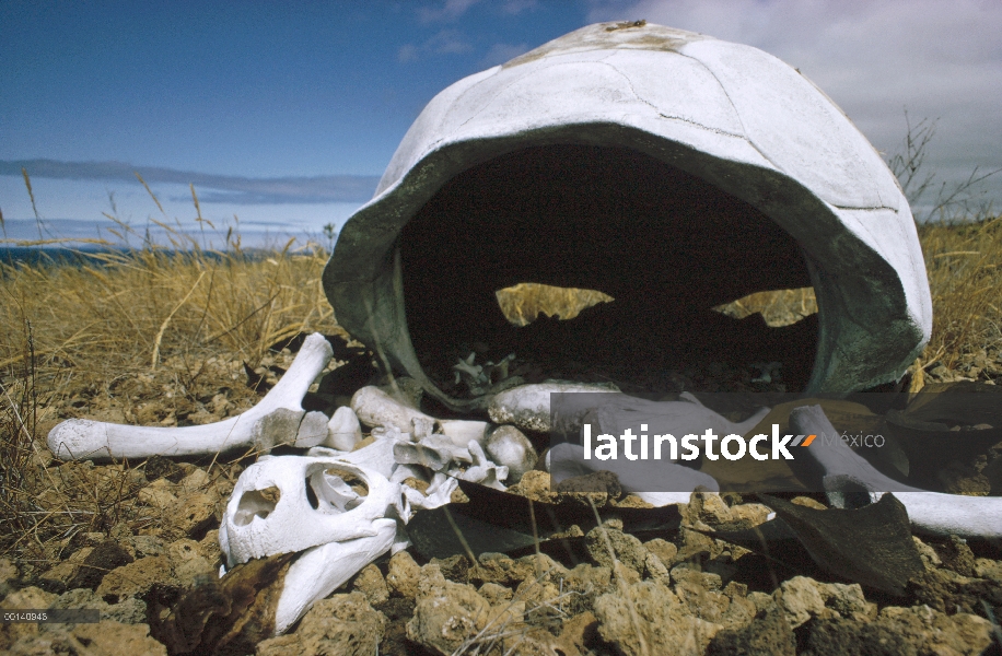 Tortuga gigante de Galápagos (Chelonoidis nigra) esqueleto, Islas Galápagos, Ecuador