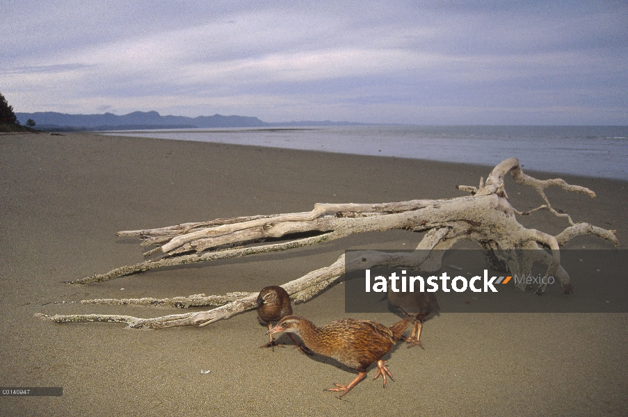 Padre de carril no voladoras endémicas de Weka (Gallirallus australis) con polluelos de forrajeo a l