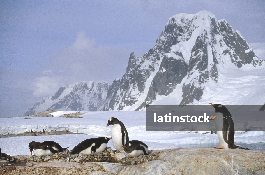 Colonia de anidación pingüino (Pygoscelis papua) en granito afloramiento, Isla Petermann, Península 