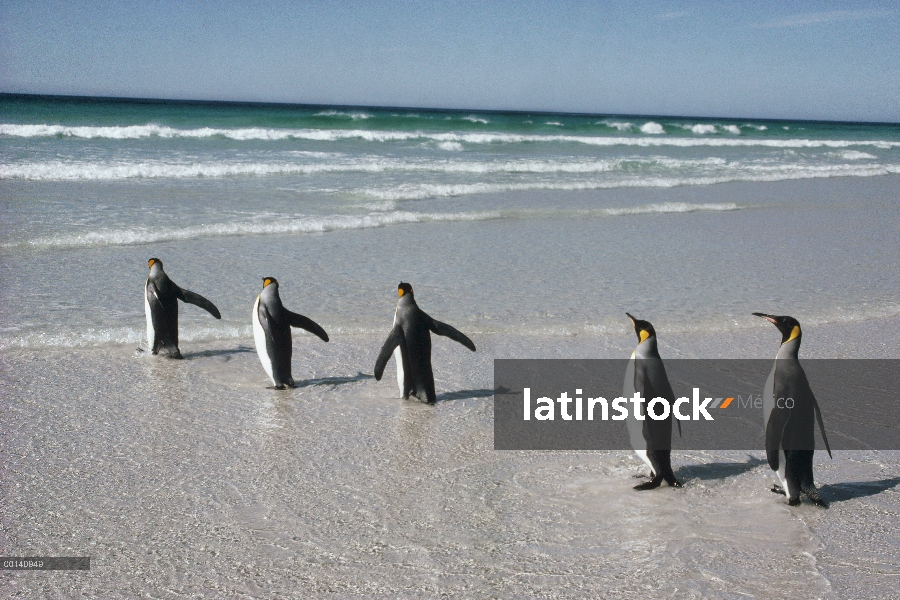 Viajeros en playa cerca de Colonia, punta voluntario, a las Islas Malvinas de anidación del aterriza