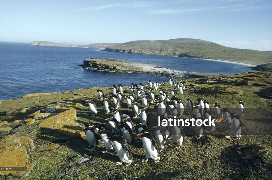 Pingüino de penacho amarillo (Eudyptes chrysocome) desplazamientos rebaño regresar a Colonia, nueva 