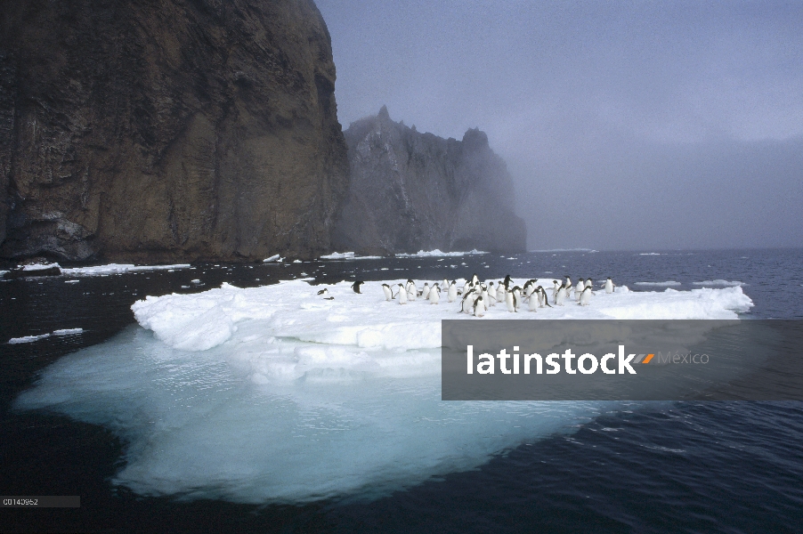 Grupo del pingüino de Adelia (Pygoscelis adeliae) apiñamiento en la fusión verano témpano de hielo, 