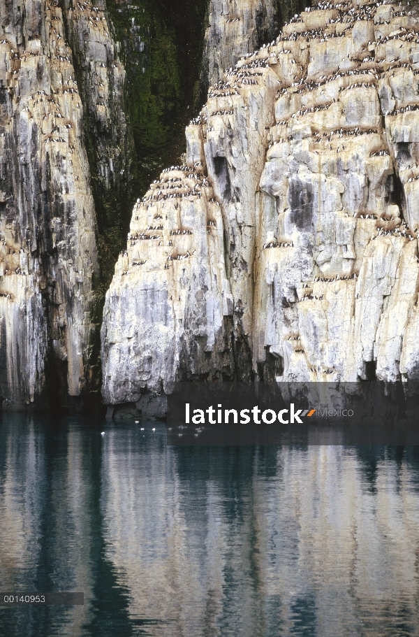 Colonia nidificante de Brünnich arao (Uria lomvia) acantilado, cabo Fanshawe, estrecho de Hinlopen, 