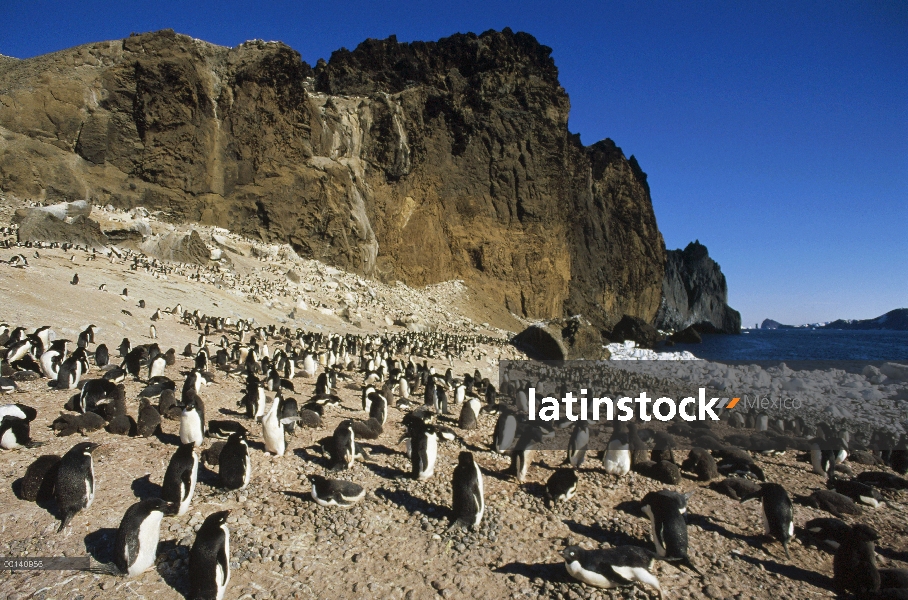 Pingüino de Adelia (Pygoscelis adeliae) Colonia de grajos, volcánica isla Foyn posesión islas, mar d