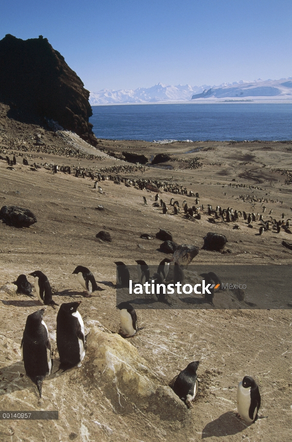 Pingüino de Adelia (Pygoscelis adeliae) Colonia de grajos, volcánica isla Foyn posesión islas, mar d