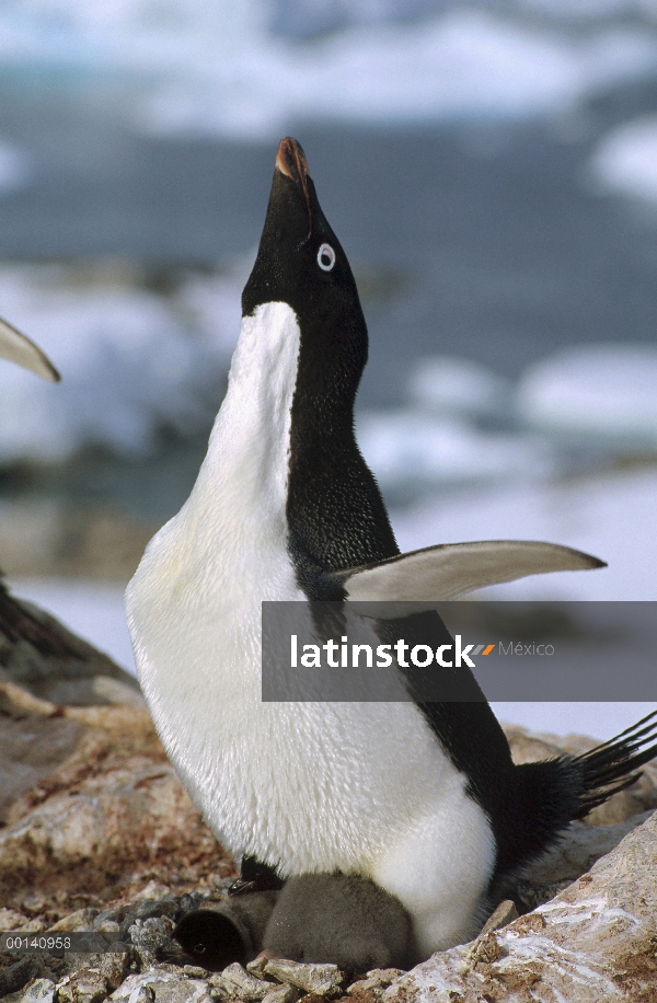 Pingüino de Adelia (Pygoscelis adeliae) mostrando a padre con pollitos, Isla Petermann, Antártida