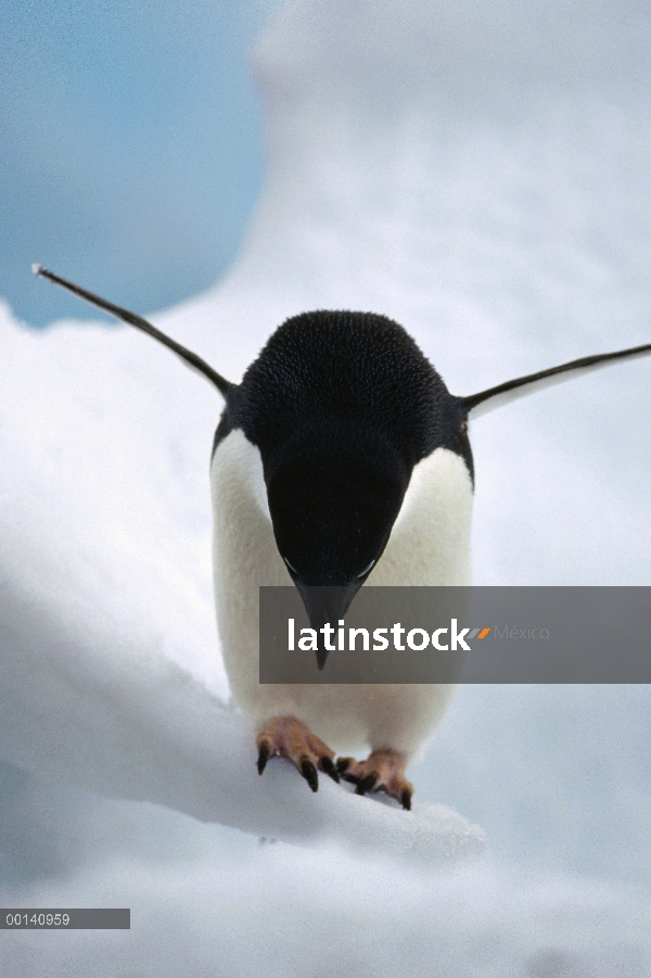 Pingüino de Adelia (Pygoscelis adeliae) escalada sobre iceberg, Islas Paulet, mar de Weddell, Antárt