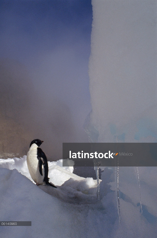 Pingüino de Adelia (Pygoscelis adeliae) en mar hielo, isla de la posesión, Antártida