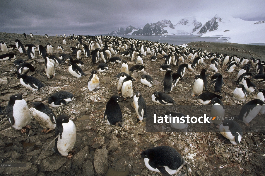 Pingüino de Adelia (Pygoscelis adeliae) nidificación Colonia, Isla Laurie, Orcadas del sur islas, ma