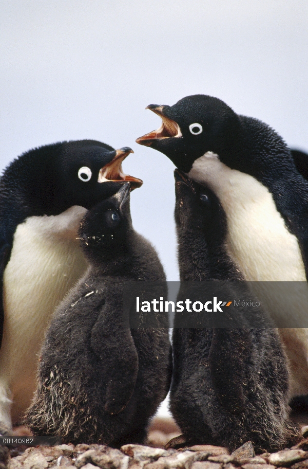 Pingüino de Adelia (Pygoscelis adeliae) par participar en pantalla con polluelos grandes, Isla Peter