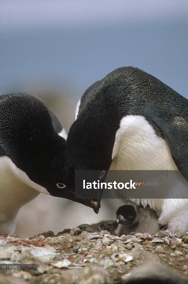 Pingüino de Adelia (Pygoscelis adeliae) padres de proa en pollitos recién nacidos, punto de torreta,