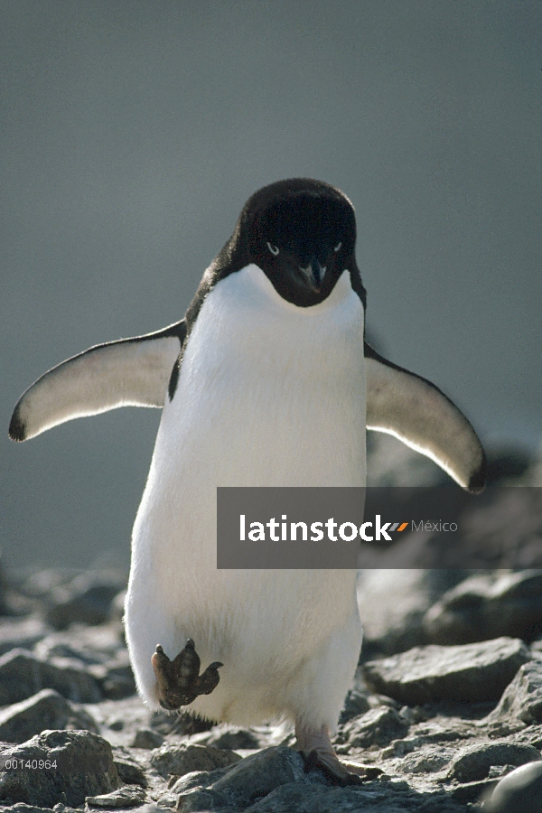 Pingüino de Adelia (Pygoscelis adeliae) caminar sobre las rocas, Antártida