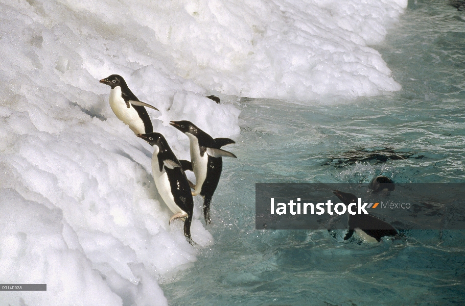 Grupo del pingüino de Adelia (Pygoscelis adeliae) saltando en tierra sobre cornisa de hielo, Isla Fo