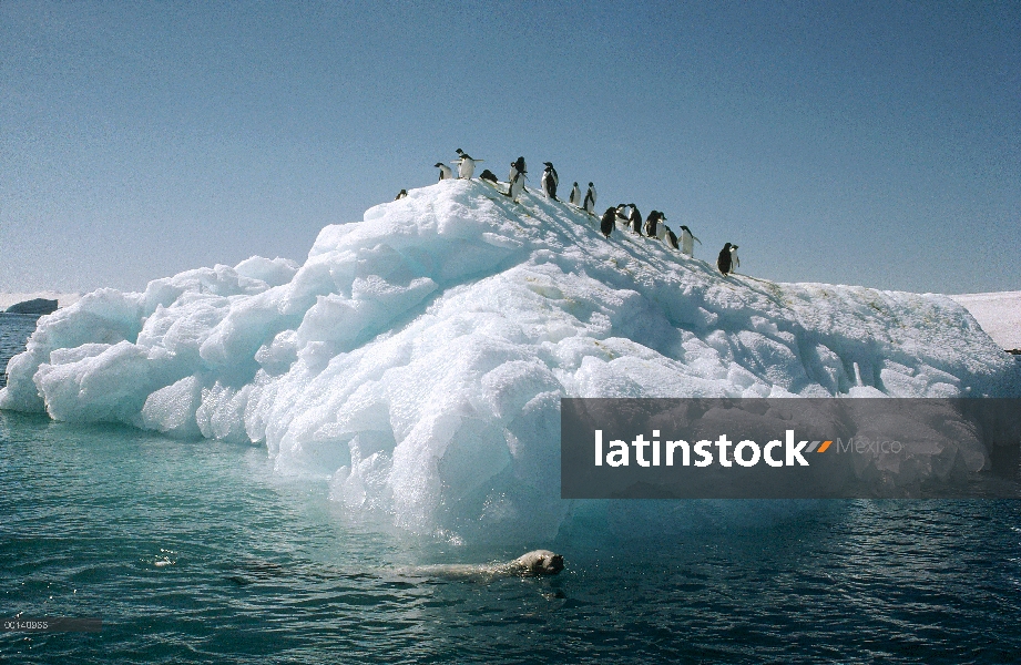 Foca leopardo (Hydrurga leptonyx) nada alrededor de pingüinos de Adelia (Pygoscelis adeliae) de pie 