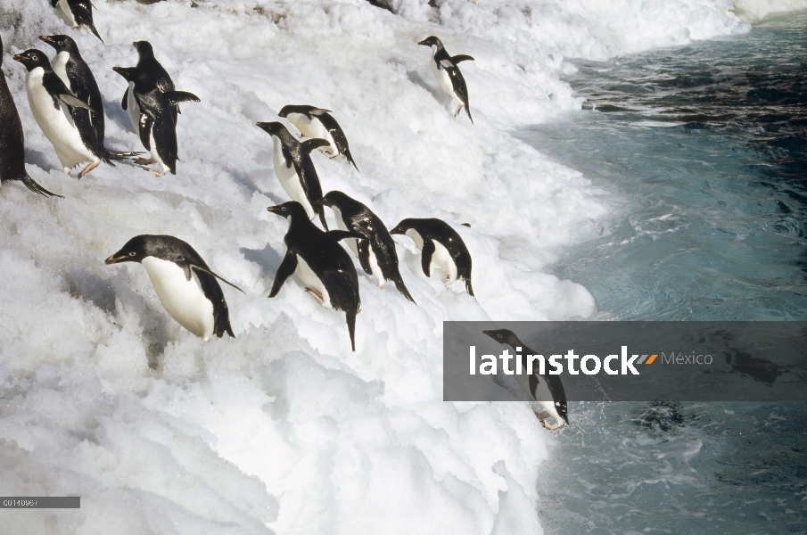 Grupo del pingüino de Adelia (Pygoscelis adeliae) saltando en tierra sobre cornisa de hielo, Isla Fo