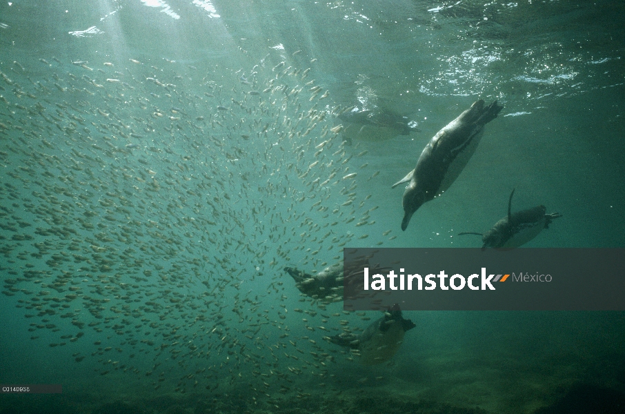 Pingüino de Galápagos (Spheniscus mendiculus) alimentándose de peces en aguas costeras poco profunda