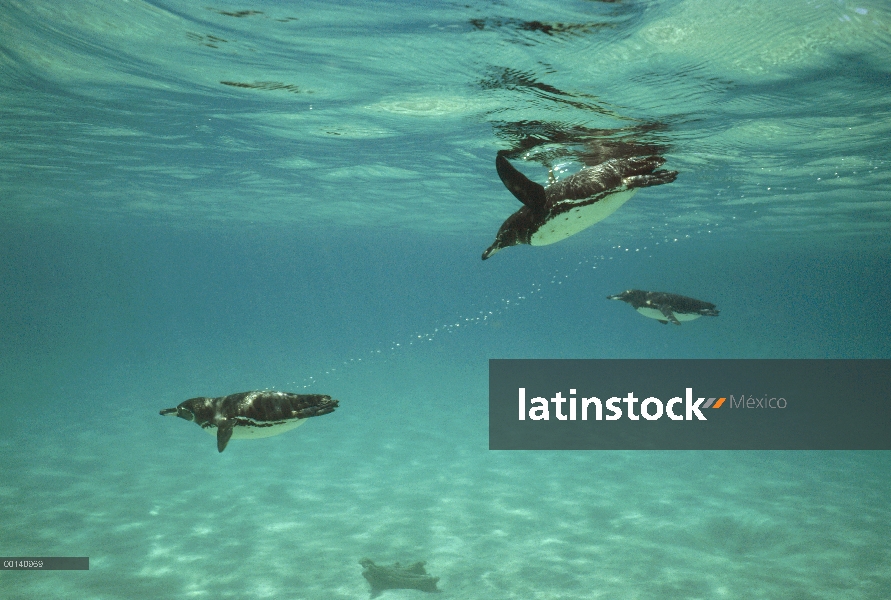 Pingüino de Galápagos (Spheniscus mendiculus) rebaño natación submarina alimentación incursión, Isla