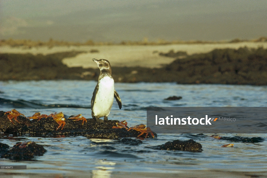 Pingüino de Galápagos (Spheniscus mendiculus) en la costa de lava con Sally Lightfoot cangrejos (Gra