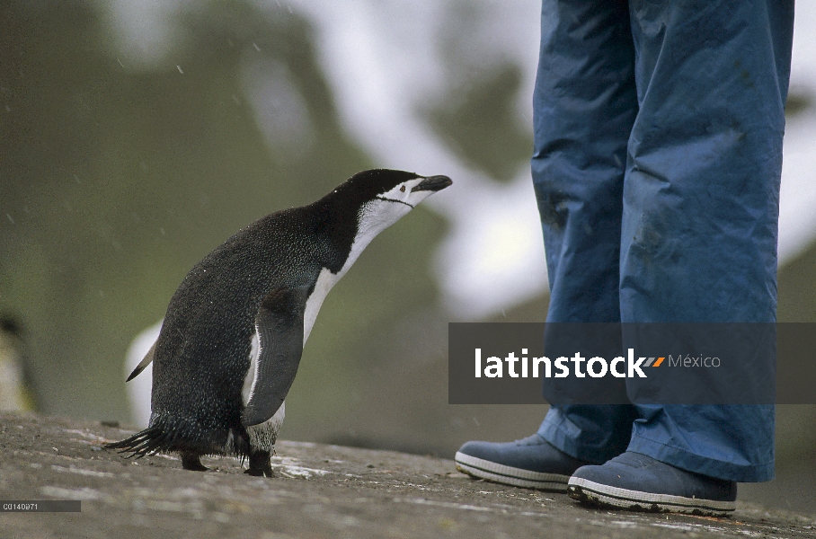 Pingüino de barbijo (Pygoscelis antarctica) inspección turística, Baily Head, Isla decepción, Islas 