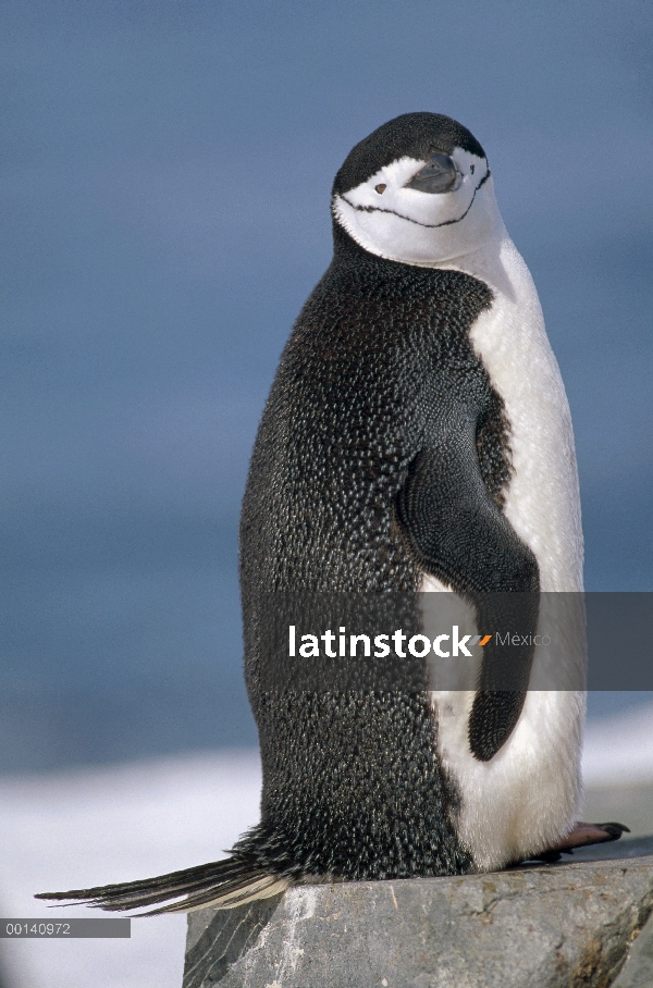 Pingüino de barbijo (Pygoscelis antarctica), Half Moon Island, Islas Shetland del sur, Antártida