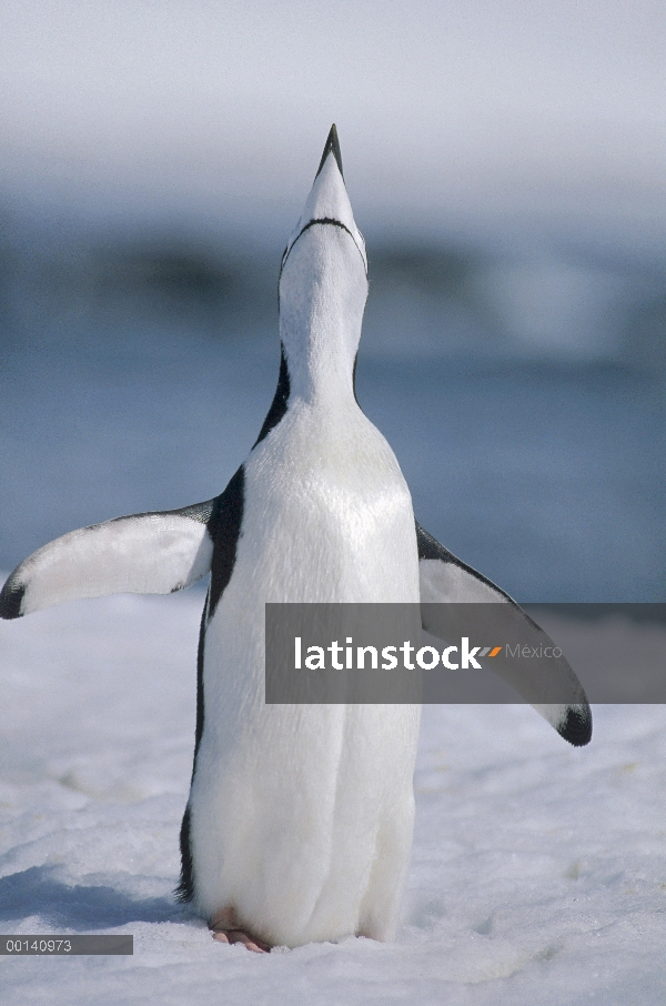 Exhibición de cortejo de barbijo pingüino (Antártida de Pygoscelis), Half Moon Island, Islas Shetlan