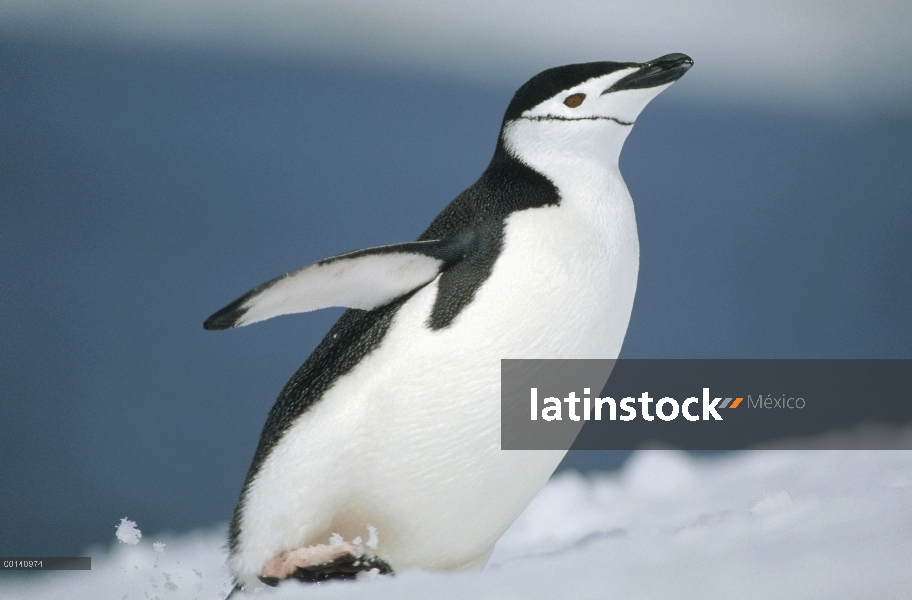 Pingüino de barbijo (Pygoscelis antarctica) subiendo pendiente de nieve, media luna isla, Islas de S