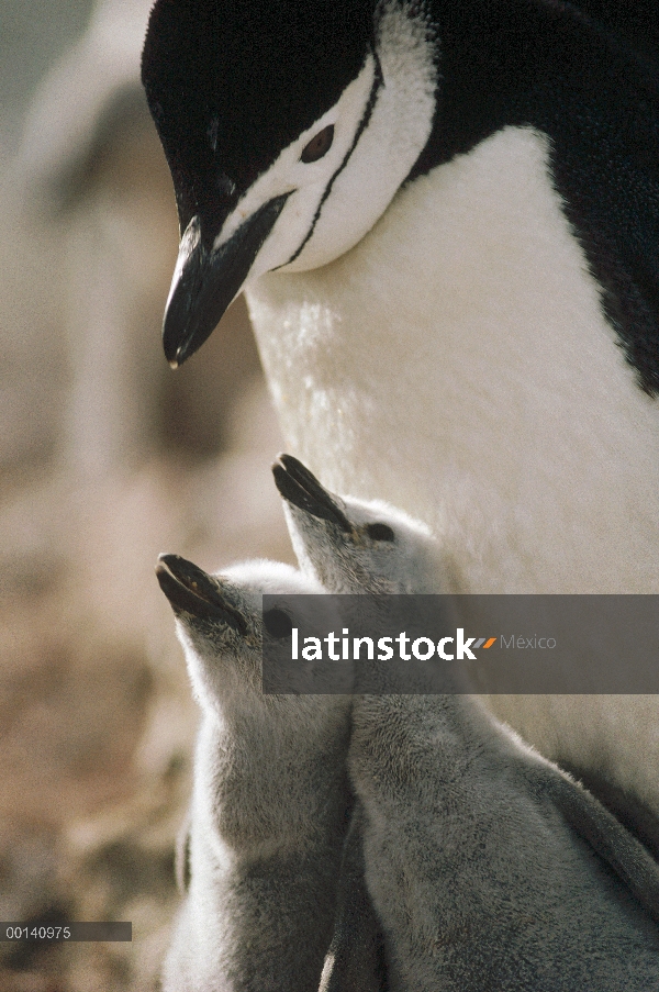 Pingüino de barbijo (Pygoscelis antarctica) inclinándose sobre dos chicas isla de Nelson, Islas Shet