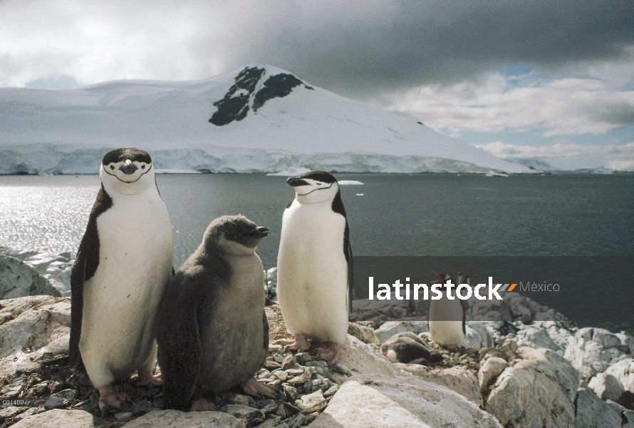 Padres de pingüino (Antártida de Pygoscelis) barboquejo con nana, Paradise Bay, Península Antártica,