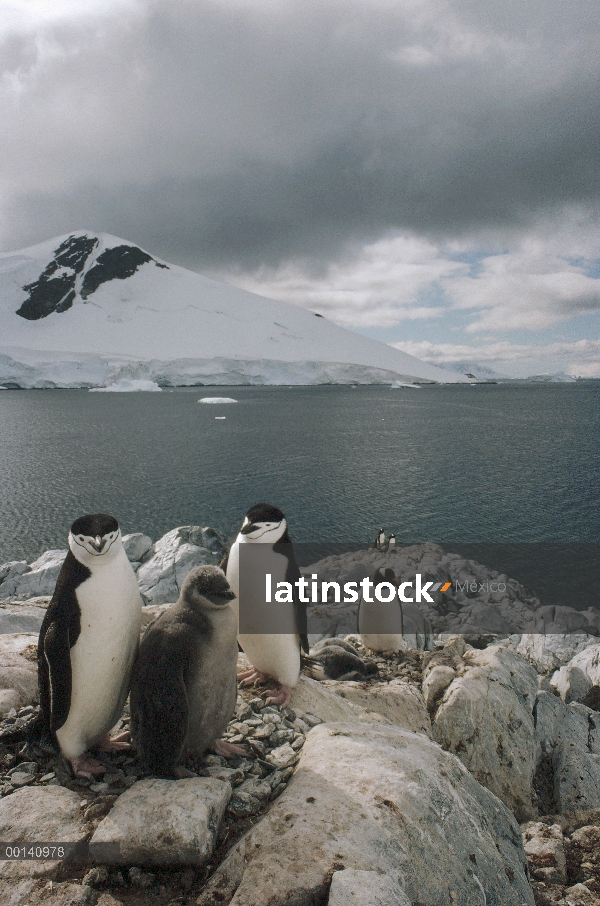 Padres de pingüino (Antártida de Pygoscelis) barboquejo con nana, Paradise Bay, Península Antártica,