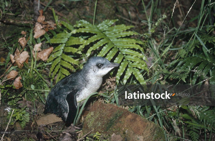 Pequeño pingüino azul (Eudyptula minor) en la vegetación densa de anidación hábitat nocturno, Golden