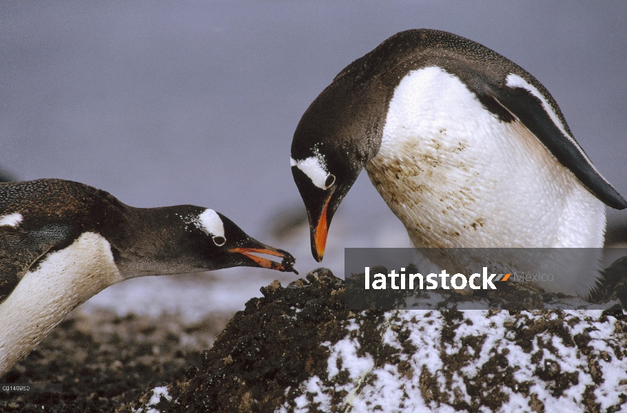 Los adultos anidantes pingüinos de Gentoo (Pygoscelis papua) reconstrucción el nido de piedras, Isla