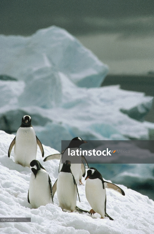 Pingüino de Gentoo (Pygoscelis papua) desplazamientos rebaño escalada Nevado pendiente, Couverville 