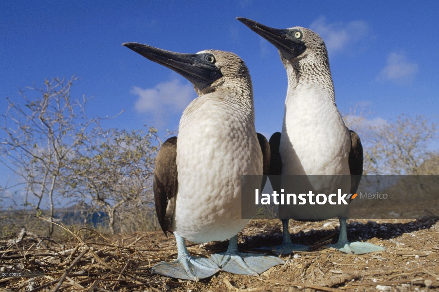 Blue-footed Booby (Sula nebouxii) cortejo pareja seco temporada, Eden isla, Galápagos, Ecuador